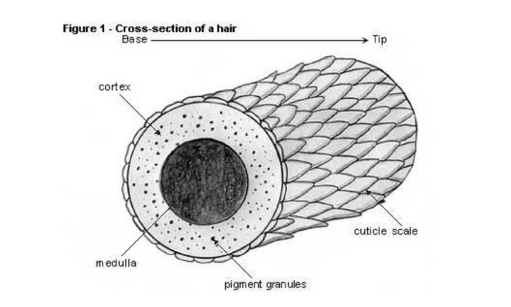 Hair Shaft Layers